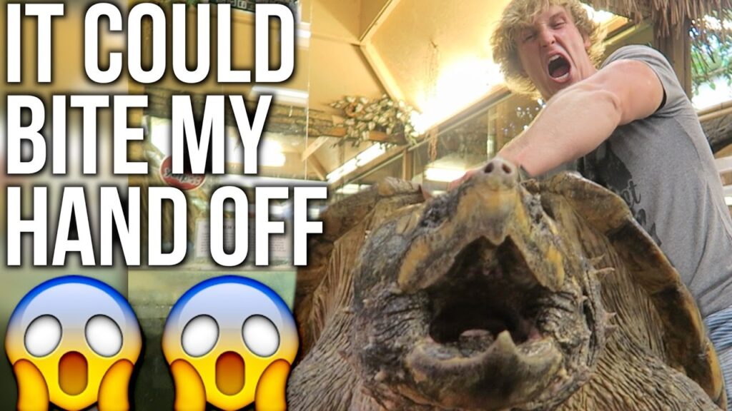 200 POUND ALLIGATOR-SNAPPING TURTLE!