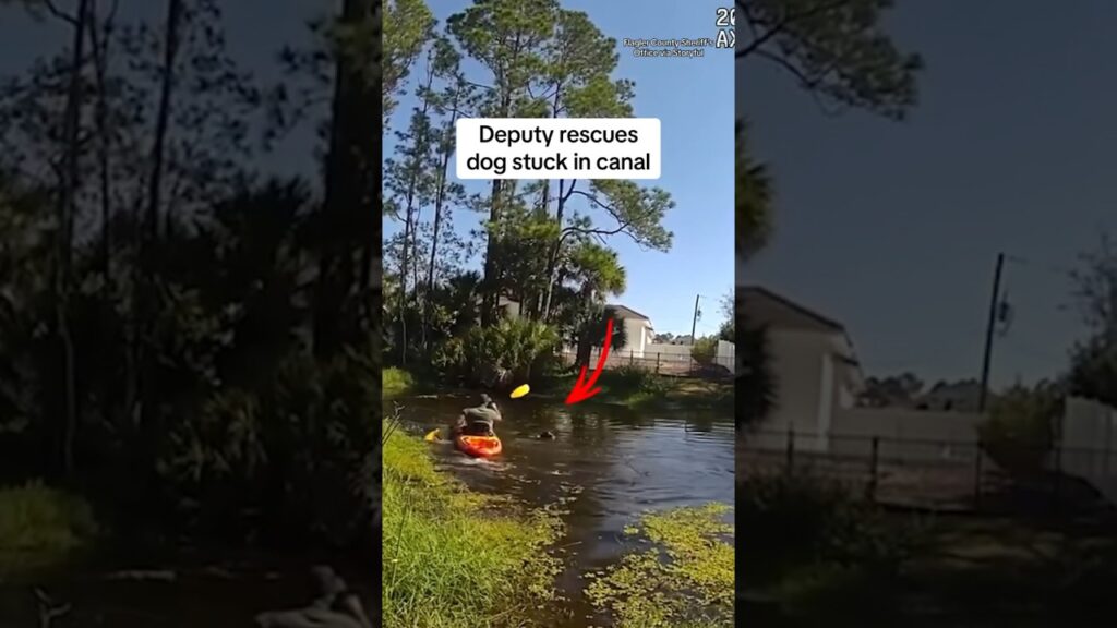 Deputy rescues dog stuck in canal #shorts