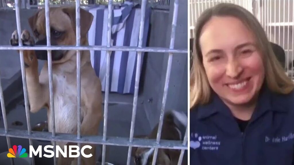 ‘I couldn’t believe it’: Vet sheltering pets from wildfires appreciates overwhelming public support