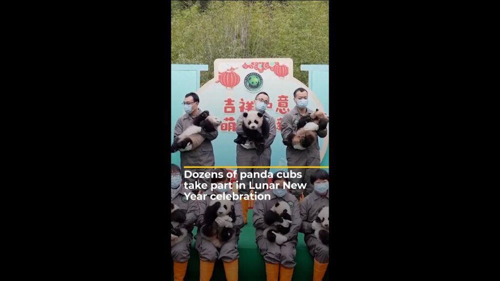 Dozens of panda cubs brought together for Lunar New Year celebration | AJ #shorts