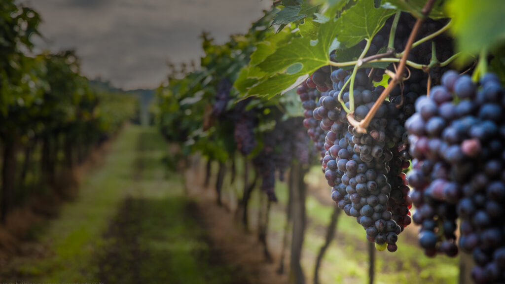 Spiritual Lessons in the Vineyard | Susie Lipps and John Ortberg