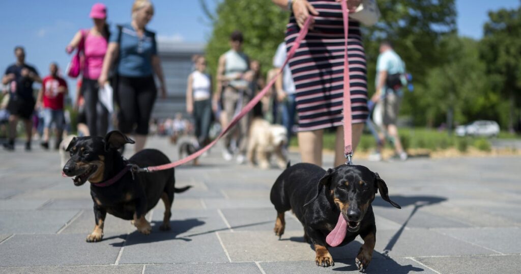 Pause for paws: Hundreds of dachshunds chase record in Hungary