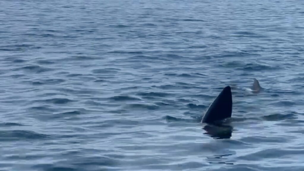 Dramatic vid shows ENORMOUS shark lurking off coast at Brit holiday hotspot Marbella for ‘the first time in 35 years’ – The Sun