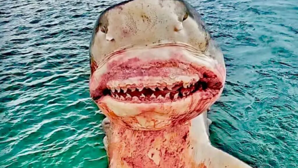 I’m a real life shark hunter – I’ve reeled in 164-stone beasts and seen my crew mauled…but some say I’m the monster
