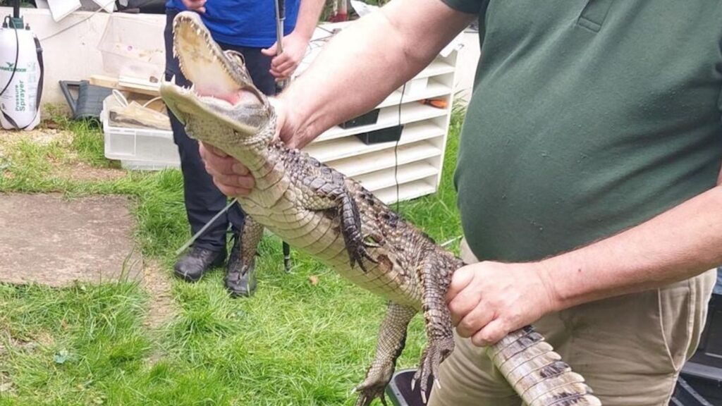 Four-foot-long caiman found and seized by police at property in Essex | UK News