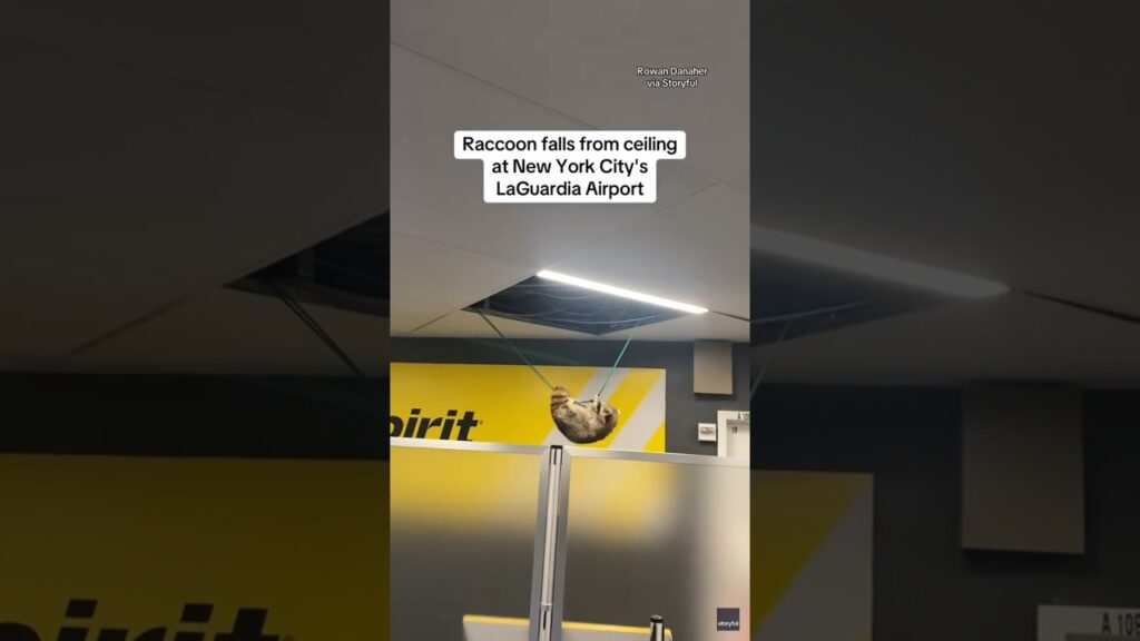 Raccoon falls from ceiling at LaGuardia Airport in New York City #shorts