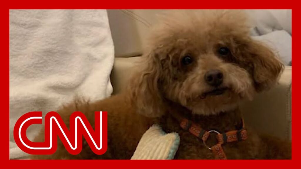 Why people are putting their pets on private planes out of Hong Kong