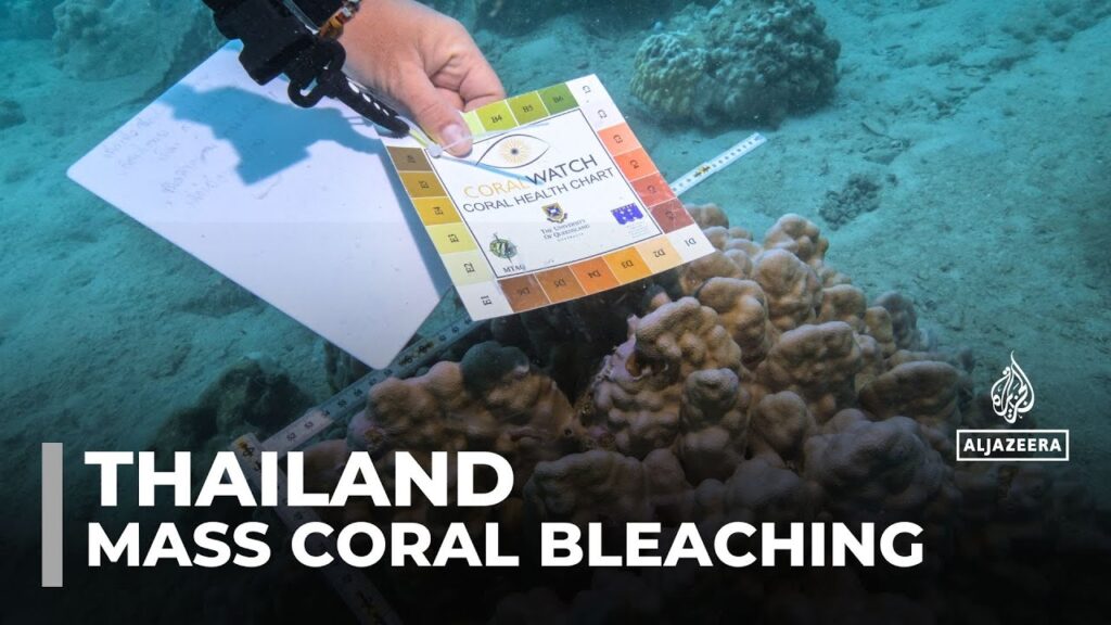 Mass coral bleaching: Divers in Thailand try to heal reef damage