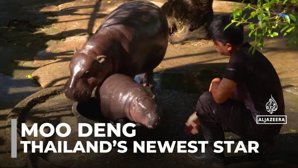 Thailand’s new megastar: Moo Deng conquers millions of hearts
