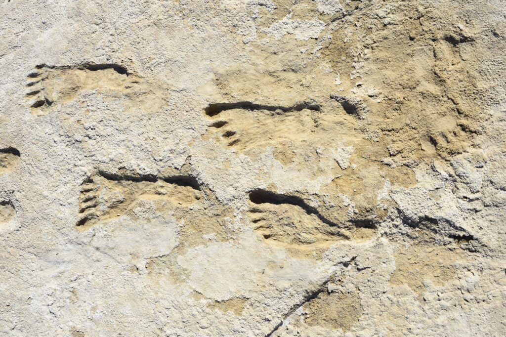 Earliest evidence of humans in the Americas confirmed in new U of A study