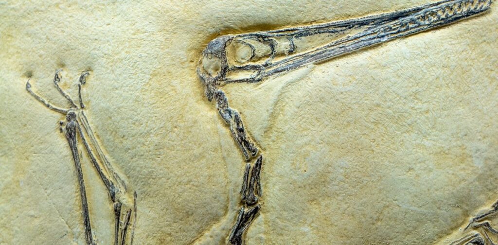 How pterosaurs can inspire aircraft design
