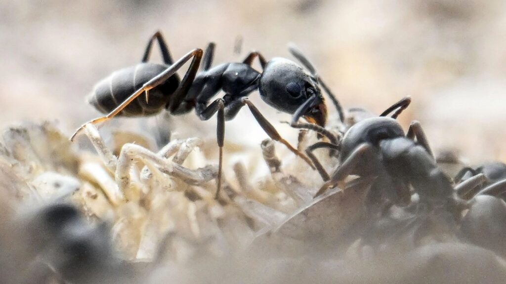 Rancid-smelling super ants that form whopping colonies & even eat CABLES rampaging across Europe – & could infest the UK