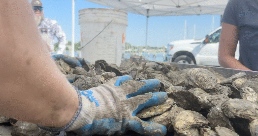Oyster restoration boosts ecosystem and economy