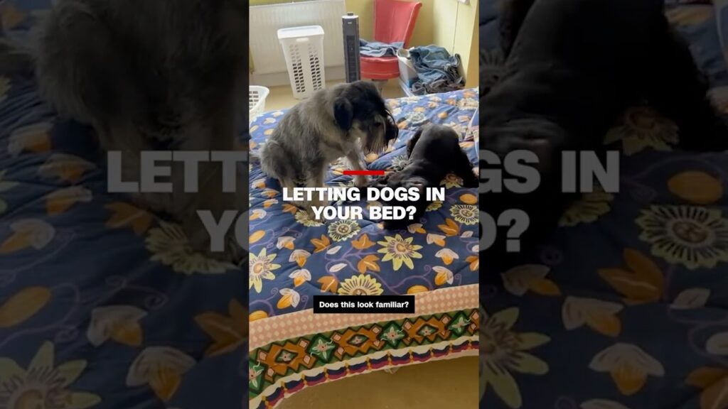 Dogs in your bed? Research says good for some and bad for others