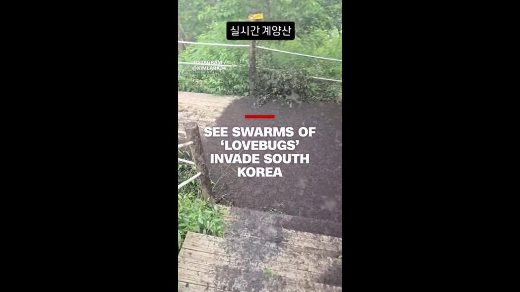 See swarms of ‘lovebugs’ invade South Korea