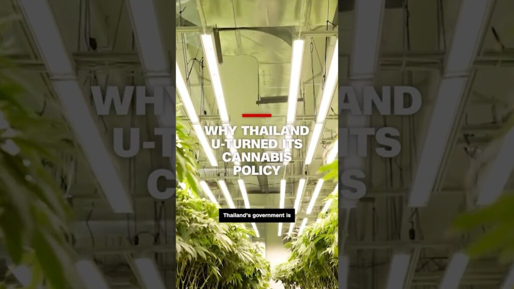 Why Thailand U-turned its cannabis policy