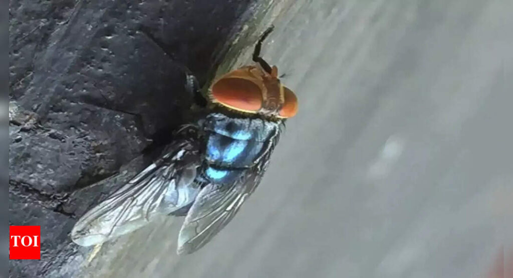 What Is the New World Screwworm Fly and why the US has issued a livestock ban at the Mexico border | World News
