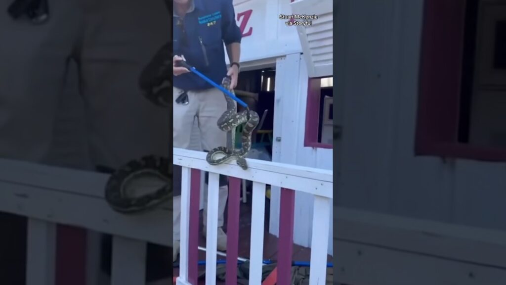 Python removed from kids’ playhouse #shorts