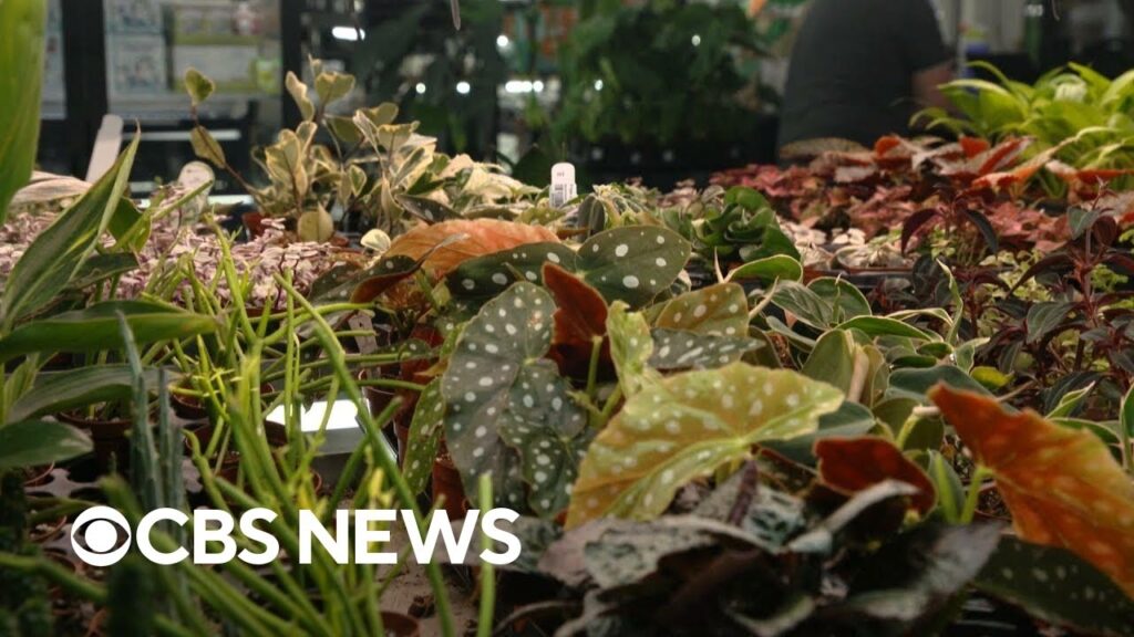 The indoor plant market is in full bloom. Here’s what’s driving that growth