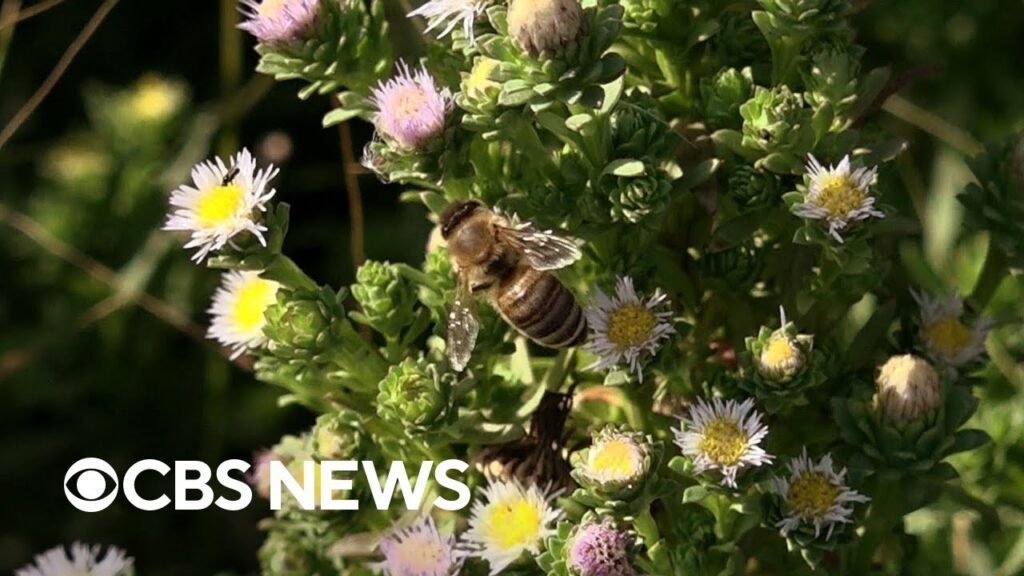 How honeybees can be used to collect environmental data