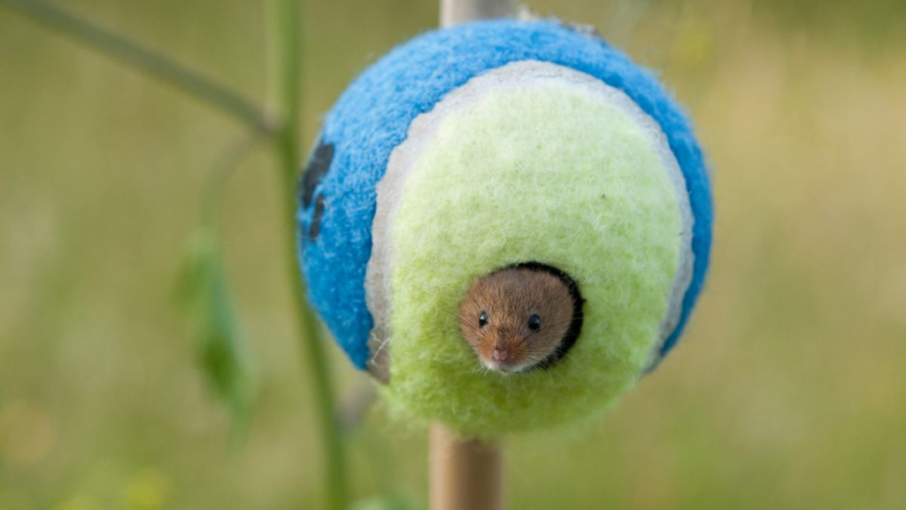 Wimbledon serves up tennis balls as new homes for threatened harvest mice?