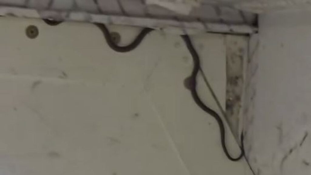 Snake captured on passenger plane – as expert reveals how it got there | World News
