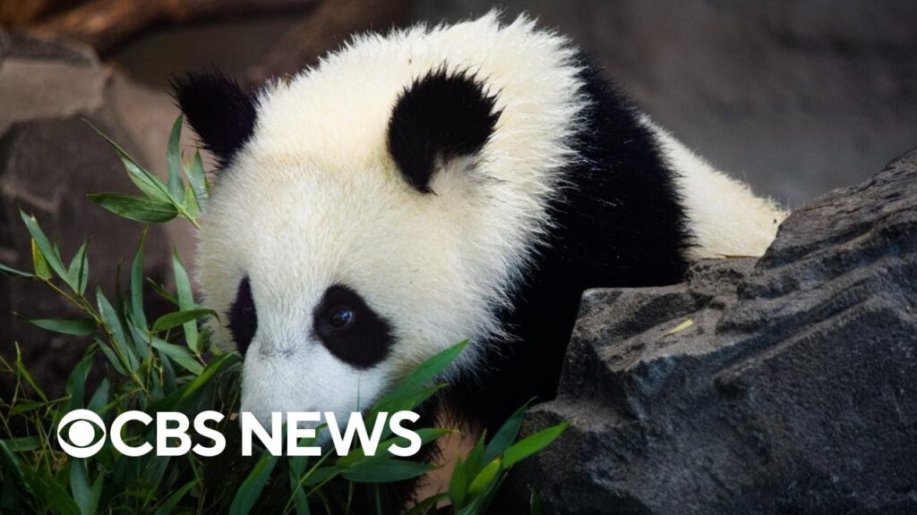 How wildlife reacts to changing climate