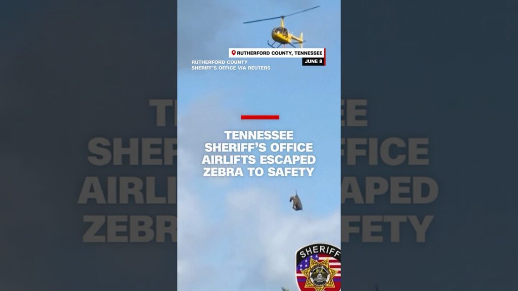 Tennessee sheriff’s office airlifts escaped zebra to safety