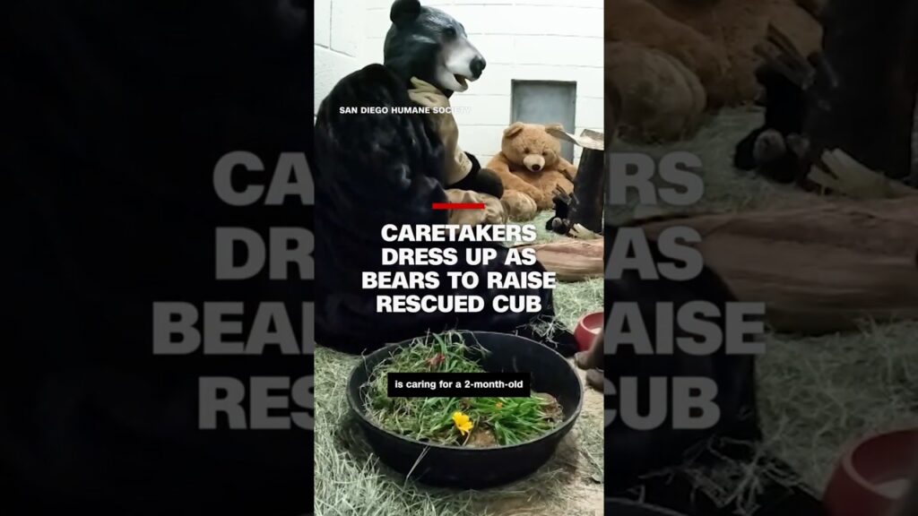 Caretakers dress up as bears to raise rescued cub