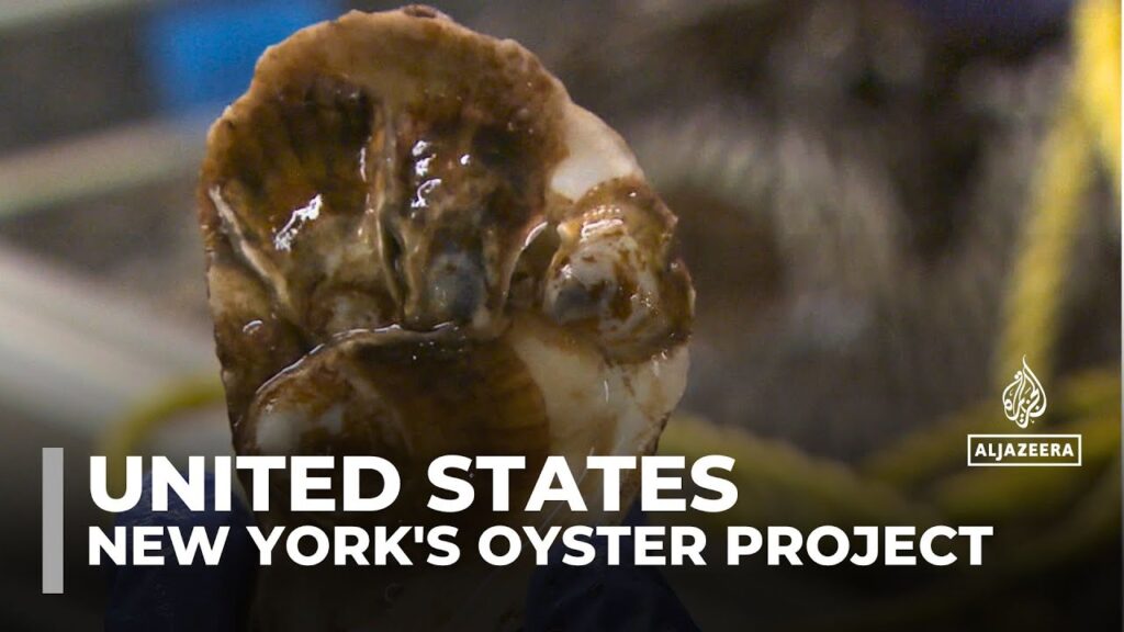 US oyster project: Attempts to revive New York’s oyster population