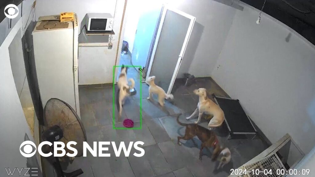 Shelter cats and dogs run frantically as Israeli bombs drop on Beirut