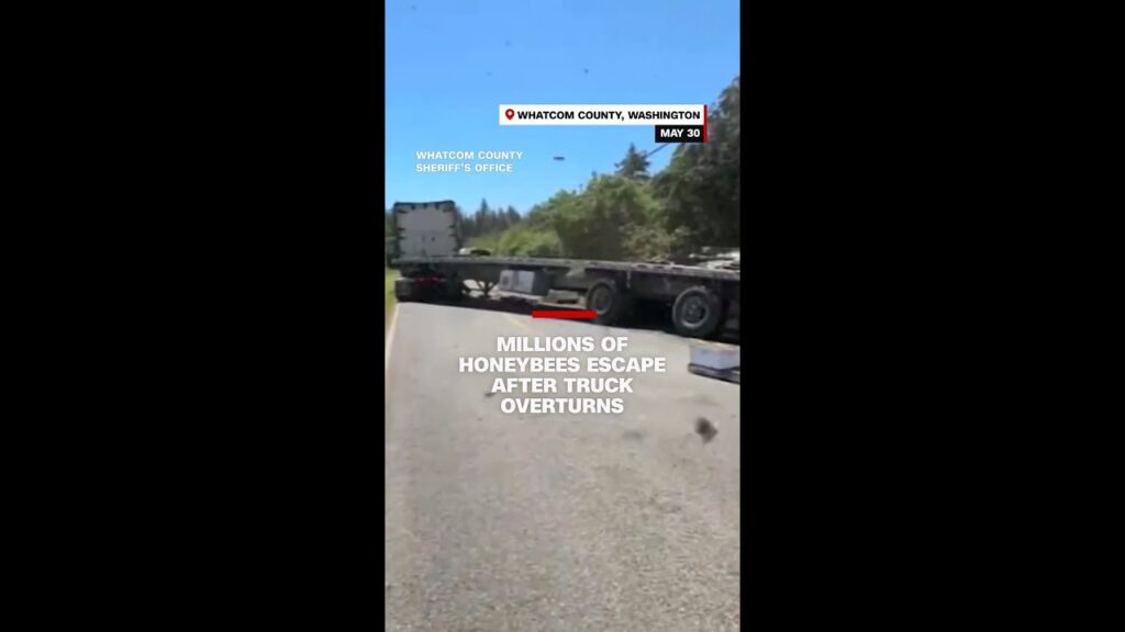 Millions of bees buzz around Washington state roads after truck overturns