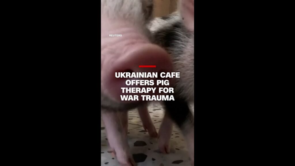 Ukrainian cafe offers pig therapy for war trauma