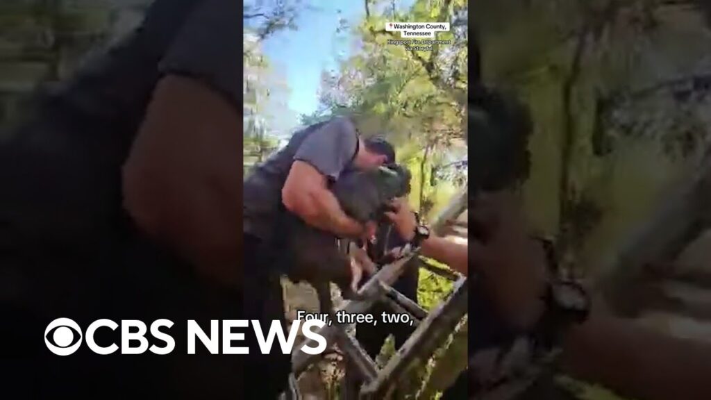 Dog stuck in tree for days from Hurricane Helene rescued #shorts