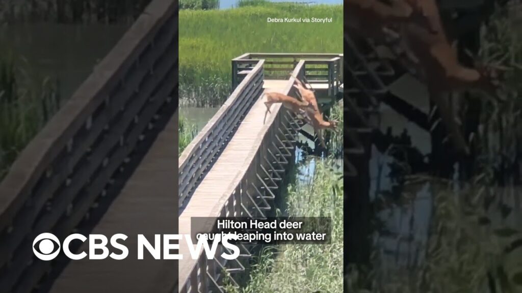 South Carolina deer leap into the water before continuing their journey #shorts