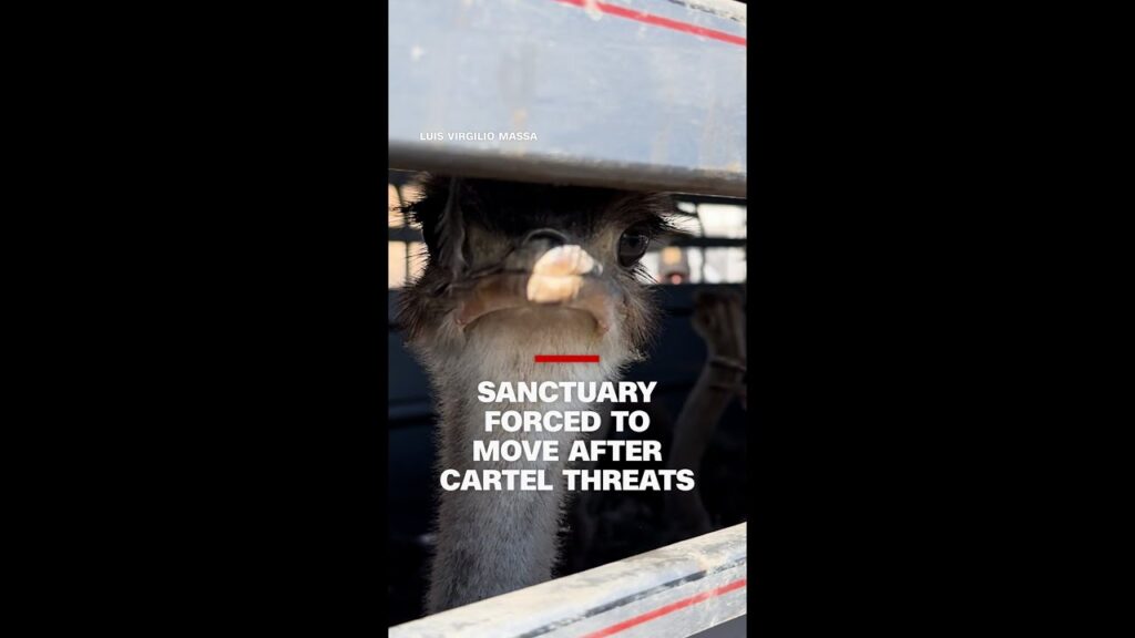 Sanctuary forced to move after cartel threats