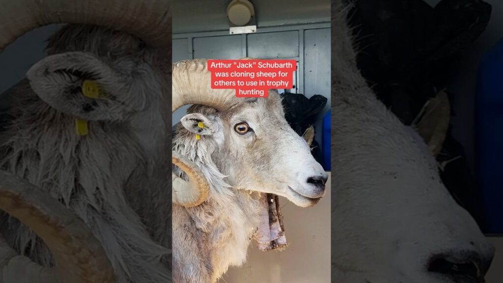 Man sentenced to prison for cloning giant sheep for captive trophy hunting #shorts