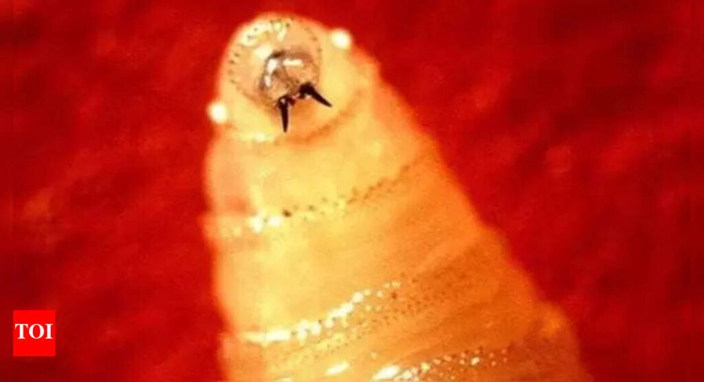 Flesh-eating parasite resurfaces in US: Maryland confirms first human screwworm case — what makes it so dangerous?