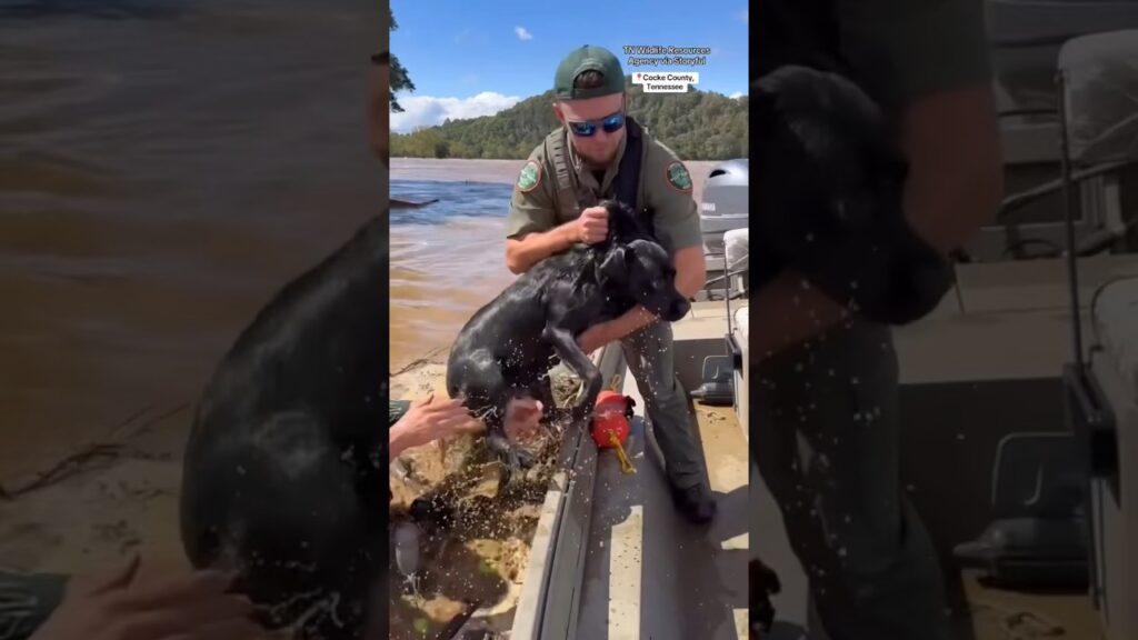 Dog rescued from flooding caused by Helene #shorts