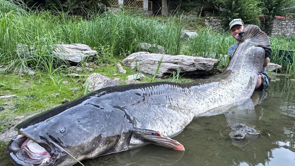 Angler reels MONSTER 9ft catfish from Czech river in epic 50-minute battle