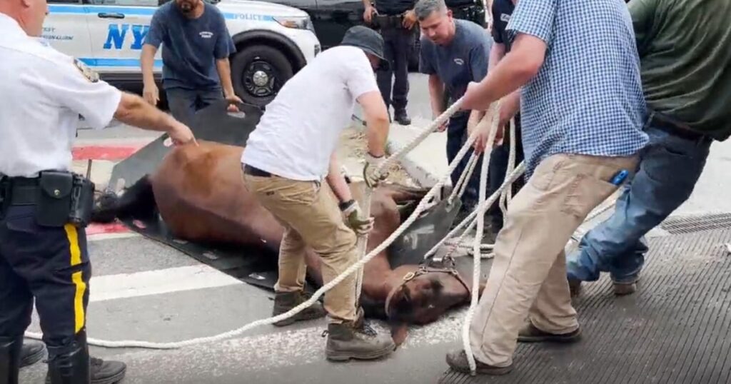 Carriage horse collapses, dies in NYC’s Hell’s Kitchen