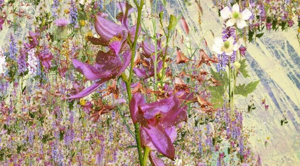 Plants in Focus | N.C. Plant Sciences Initiative
