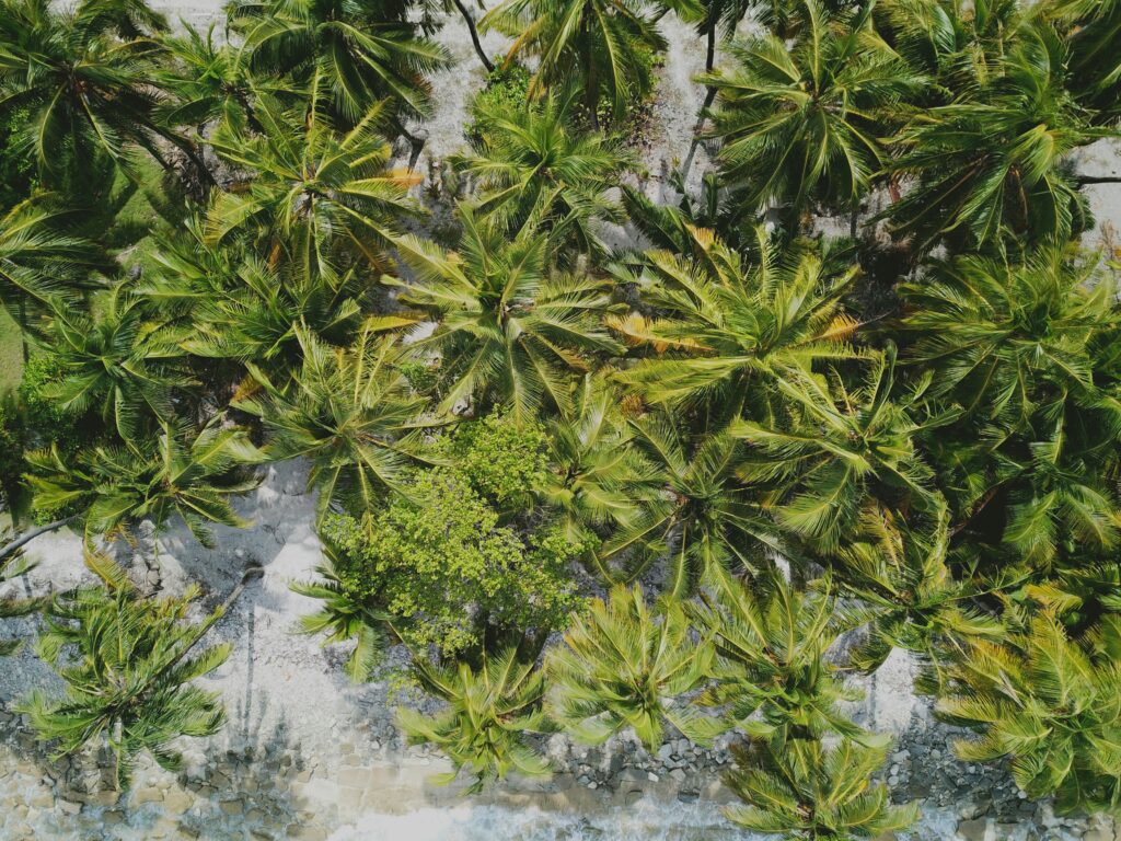 Best Sites for Buying Cannabis Clones Online