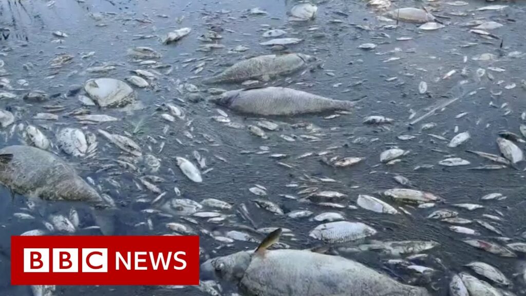 Tons of dead fish found in river on German-Polish border – BBC News