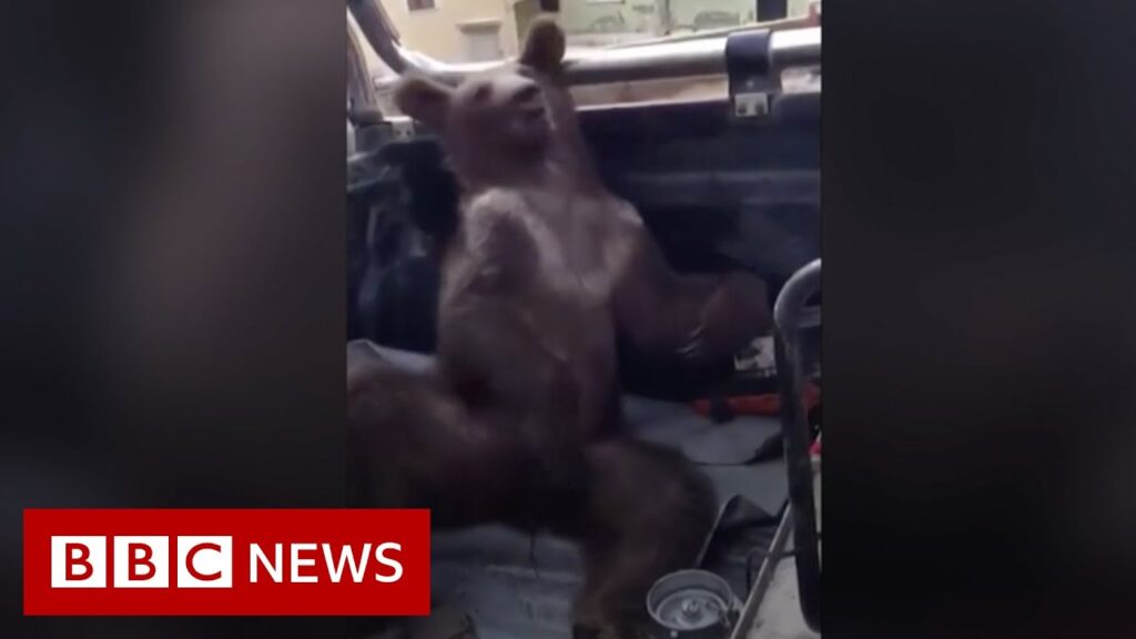 Bear cub high on hallucinogenic ‘mad honey’ rescued by park rangers – BBC News