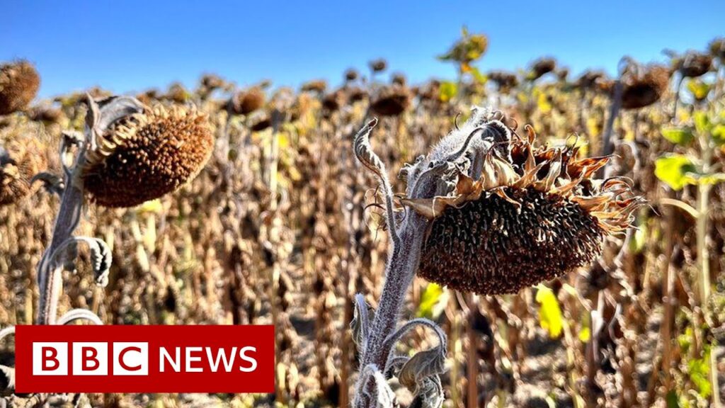 Intense European heatwave parches France’s ‘garden’ Loire Valley – BBC News