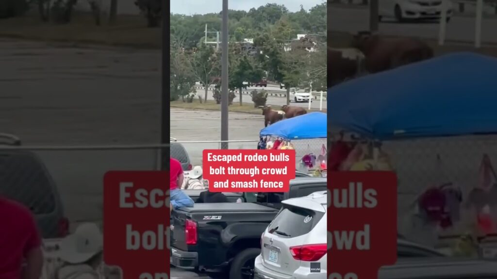 Bulls escape Massachusetts rodeo #shorts