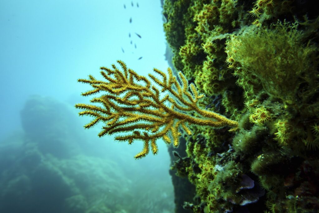 A primer on what the high seas treaty is and how it will work