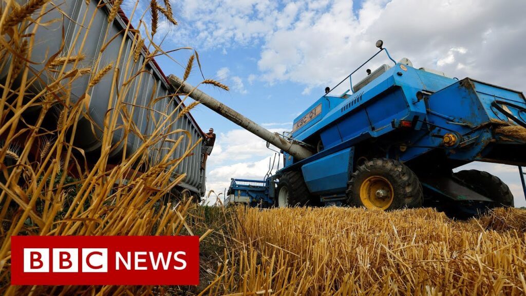 Russia-Ukraine War: Grain exports could restart ‘within days’ – BBC News