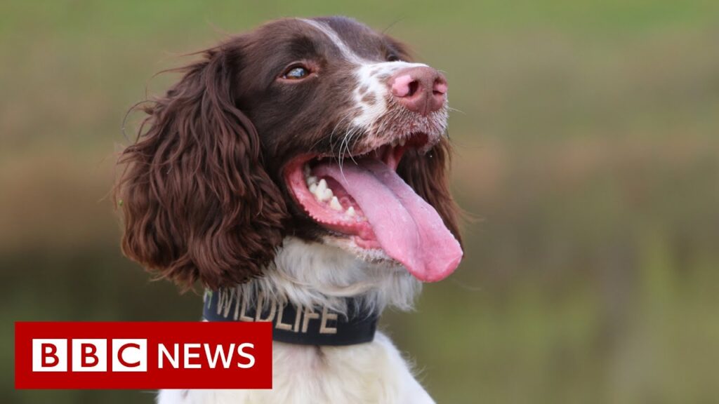 Springer spaniel helps stop rhino poachers in South Africa – BBC News